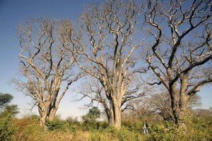 Manketti Seed Oil