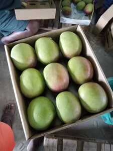 Export Mango