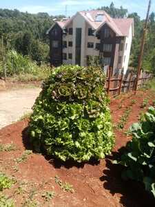 Kitchen Gardening