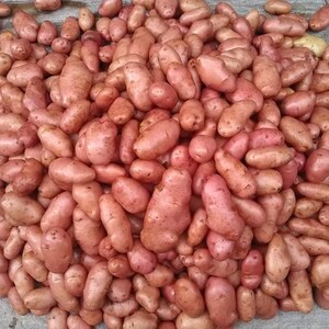 Arika Potatoes