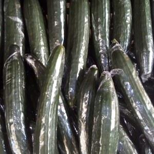 English Cucumber