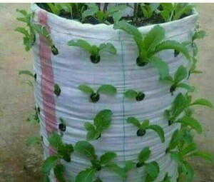 Fully Grown Spinach