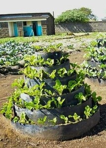 Fully Grown Spinach