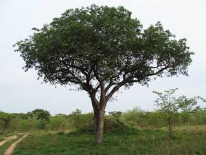 Marula Oil