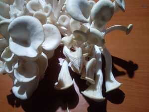 Nduki Oyster Mushrooms