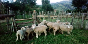 Merino Sheep For Meat